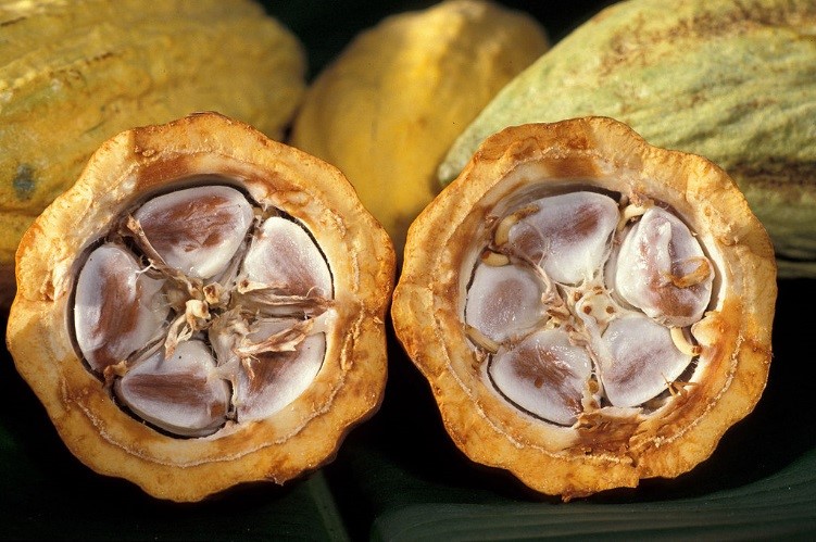 Cacao